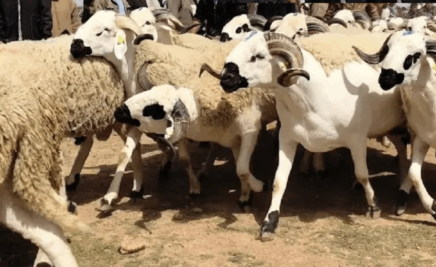  جماعات قروية بأسفي تصدر قرار إغلاق رحبة بيع أضاحي العيد استجابة للتعليمات الملكية السامية
