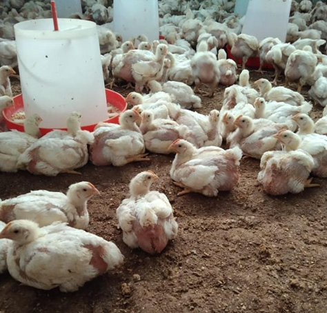  الجمعية الوطنية لمربي الدجاج اللحم بالمغرب تطالب الجهات الوصية عن القطاع بالتدخل العاجل لوضع استراتيجية عادلة وديمقراطية تنصف المربين الصغار، وتضمن حقوقهم المشروعة