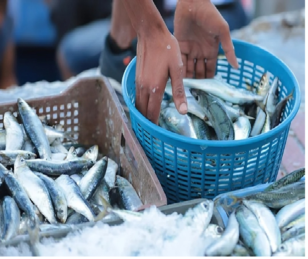  اللجنة المكلفة باقتراح نموذج موحد لصناديق شحن سمك السردين تعقد اجتماعها يوم  21 يناير 2026