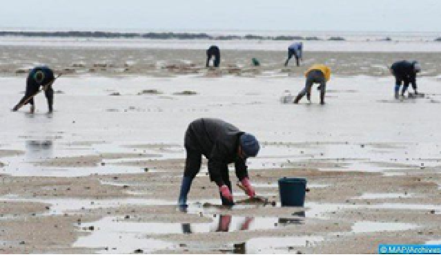  تعليق جمع وتسويق الصدفيات بمنطقة كاب بدوزة التابعة للدائرة البحرية لآسفي