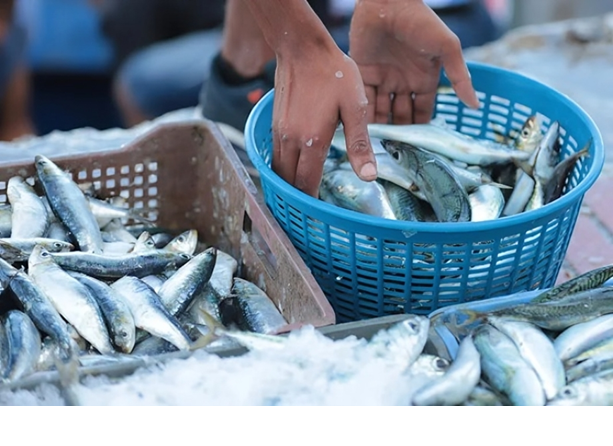  سمك السردين بآسفي.. وفرة في الميناء وغلاء في الأسواق