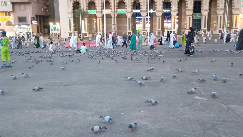  أسراب الحمام في ساحات المسجد الحرام.. لوحة حية تعانق روحانية المكان